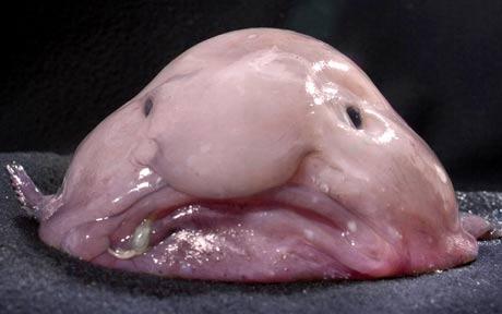 blobfish1.jpg